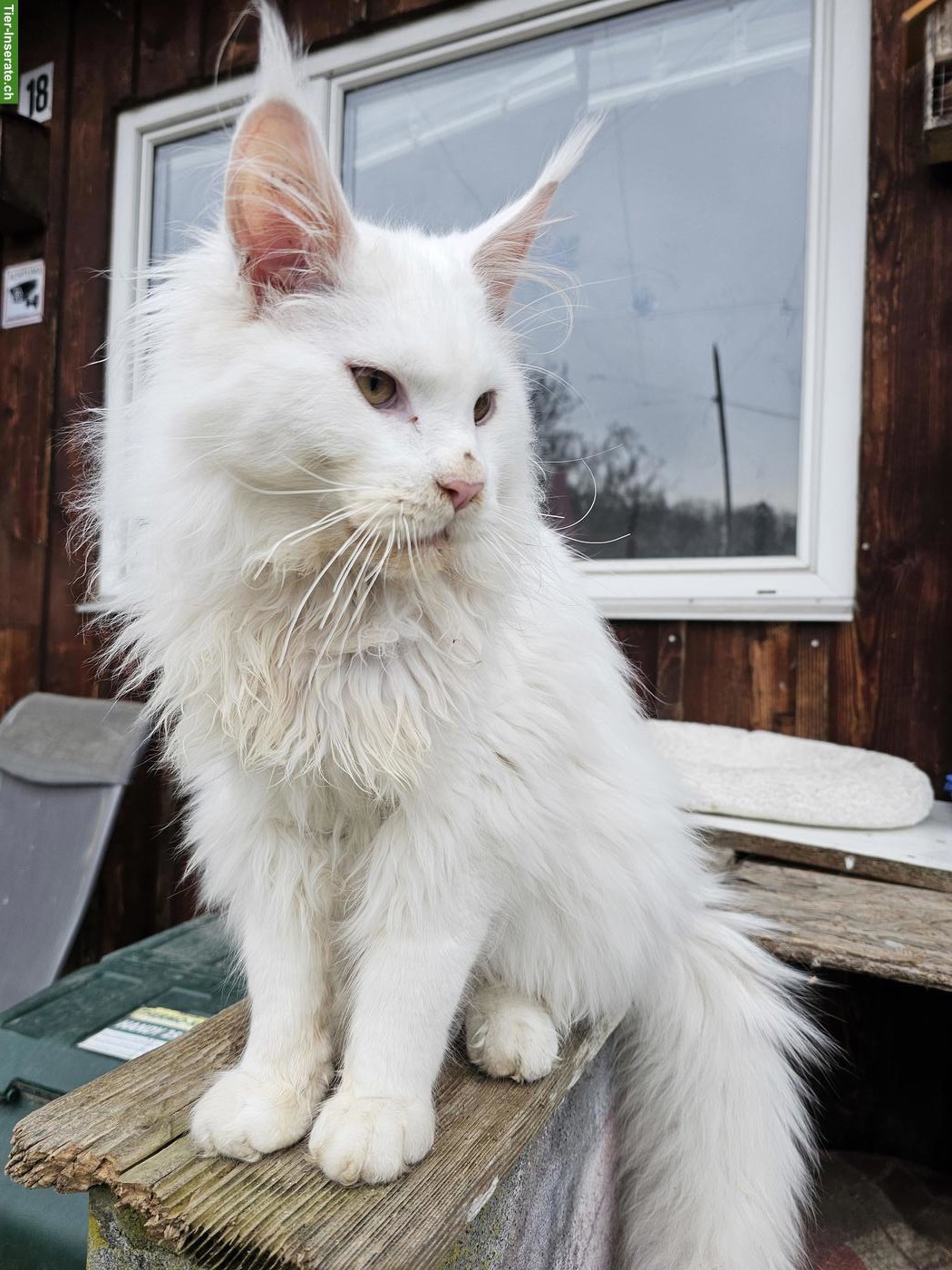 Bild 3: Reinrassige Maine Coon XL Katzen