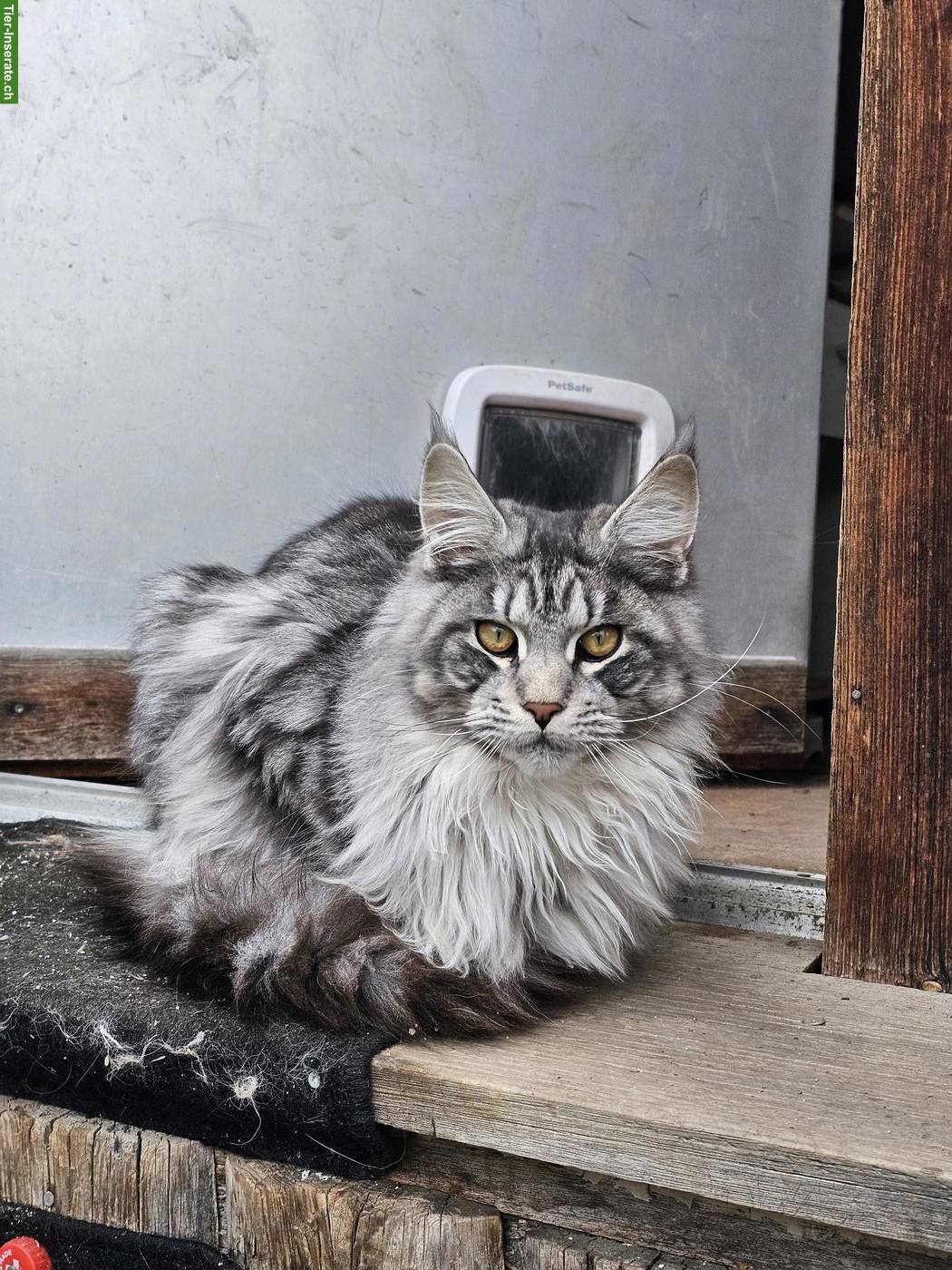 Bild 4: Reinrassige Maine Coon XL Katzen