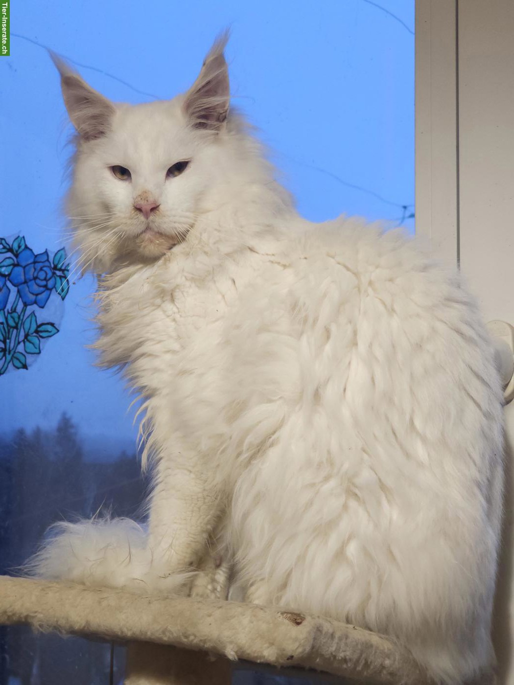 Bild 5: Reinrassige Maine Coon XL Katzen