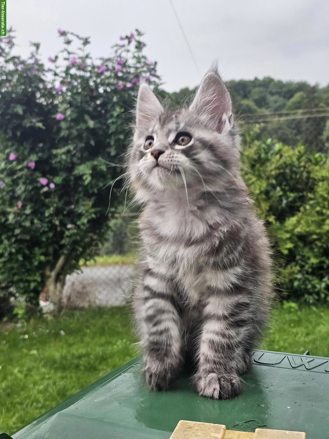 Bild 6: Reinrassige Maine Coon XL Katzen