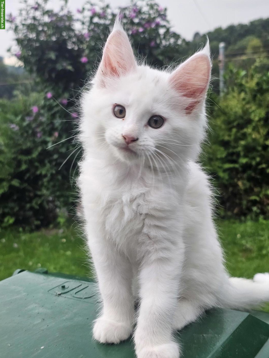Bild 7: Reinrassige Maine Coon XL Katzen