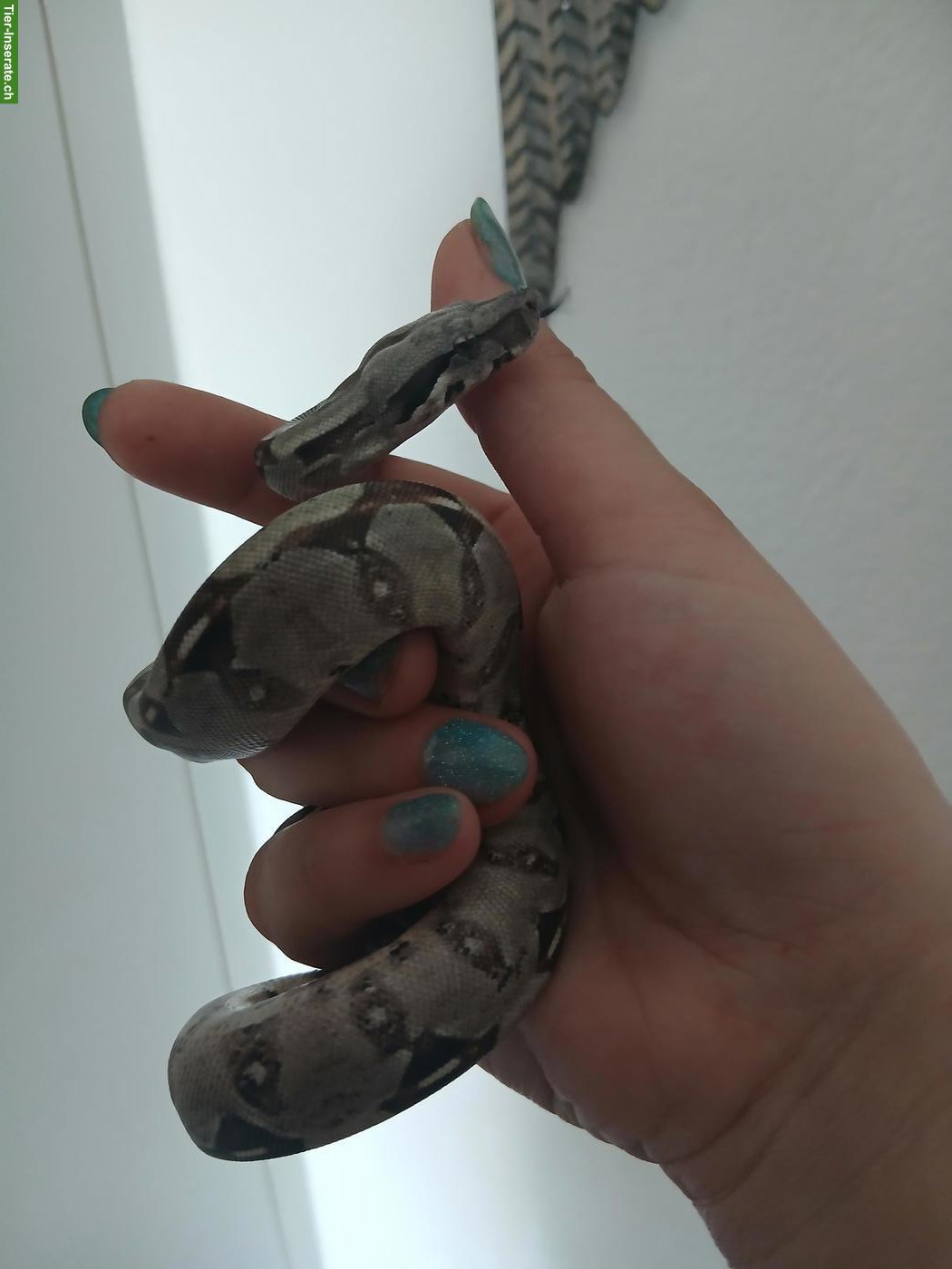 Boa constrictor imperator Nachwuchs