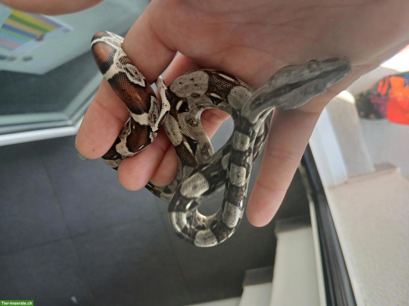 Bild 3: Boa constrictor imperator Nachwuchs