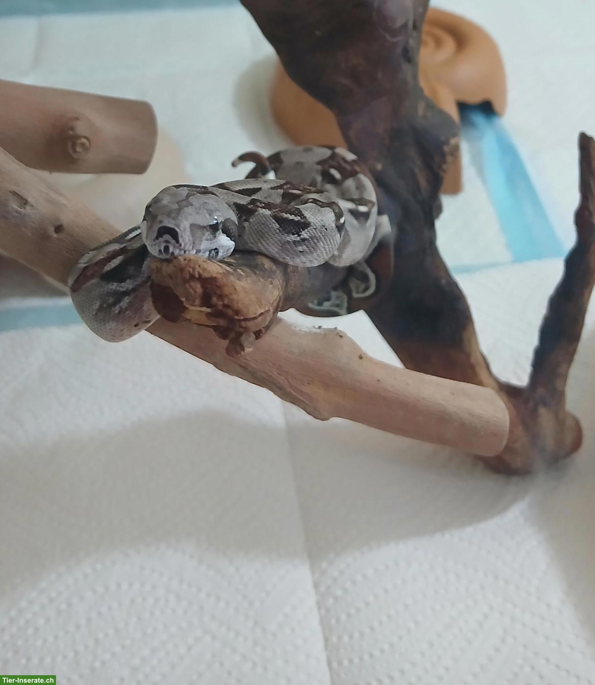 Bild 4: Boa constrictor imperator Nachwuchs