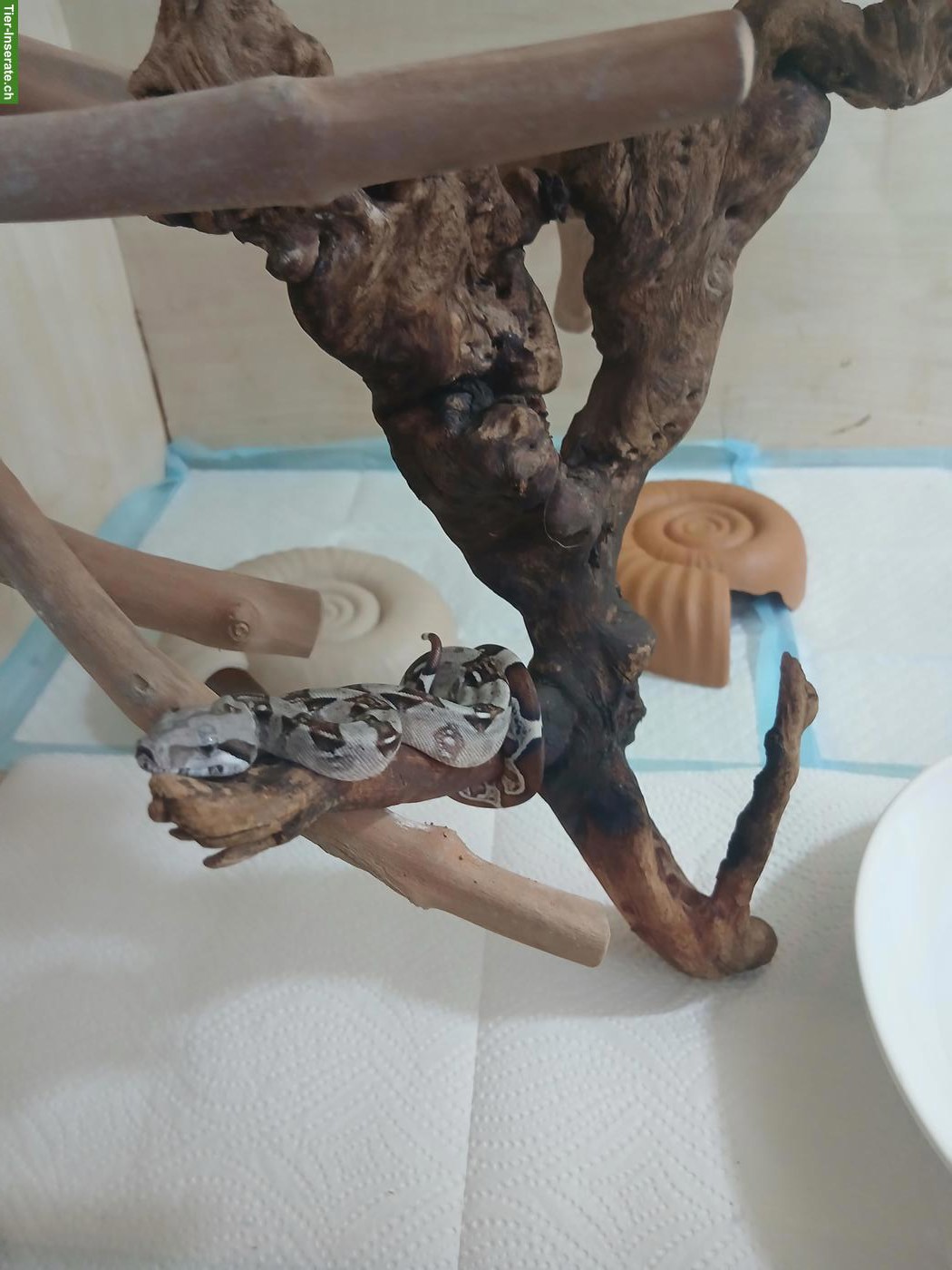 Bild 5: Boa constrictor imperator Nachwuchs
