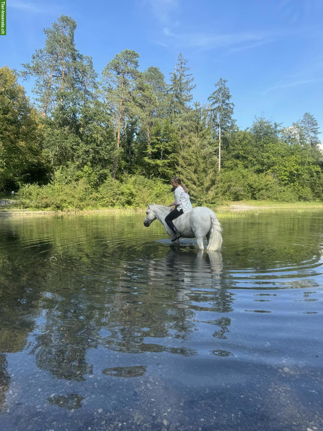 Reitbeteiligung gesucht für braves Pony Oli, Kanton Bern