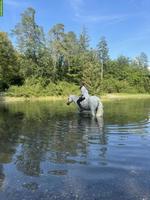 Reitbeteiligung gesucht für braves Pony Oli, Kanton Bern