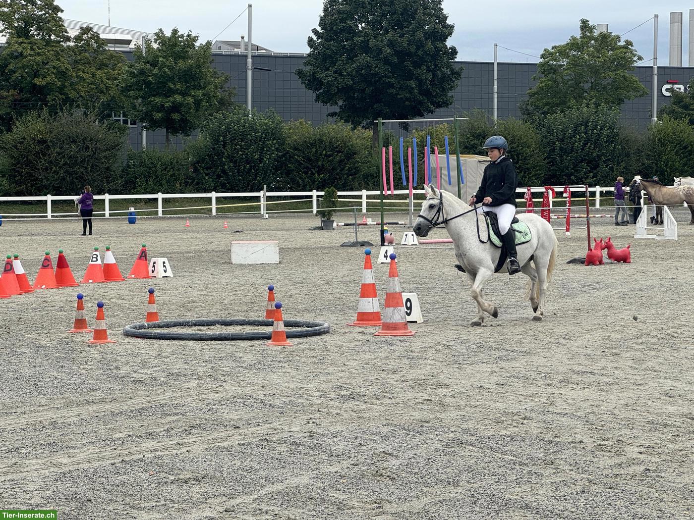Bild 3: Reitbeteiligung gesucht für braves Pony Oli, Kanton Bern