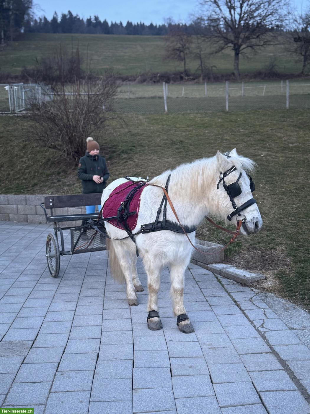 Bild 5: Reitbeteiligung gesucht für braves Pony Oli, Kanton Bern