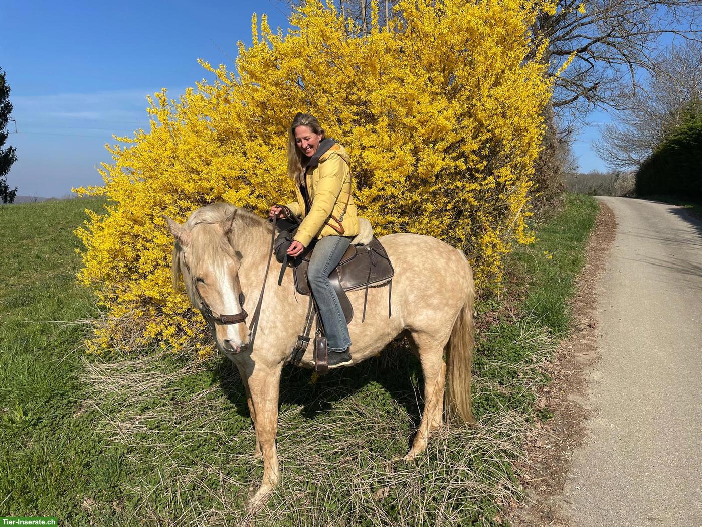 Freizeitpferde zu verkaufen: Quarter Horse Stute mit Lusitano-Mix Sohn