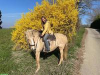 Freizeitpferde zu verkaufen: Quarter Horse Stute mit Lusitano-Mix Sohn