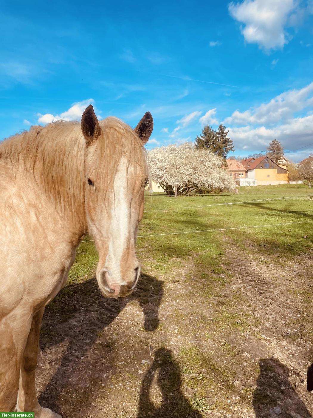Bild 2: Freizeitpferde zu verkaufen: Quarter Horse Stute mit Lusitano-Mix Sohn