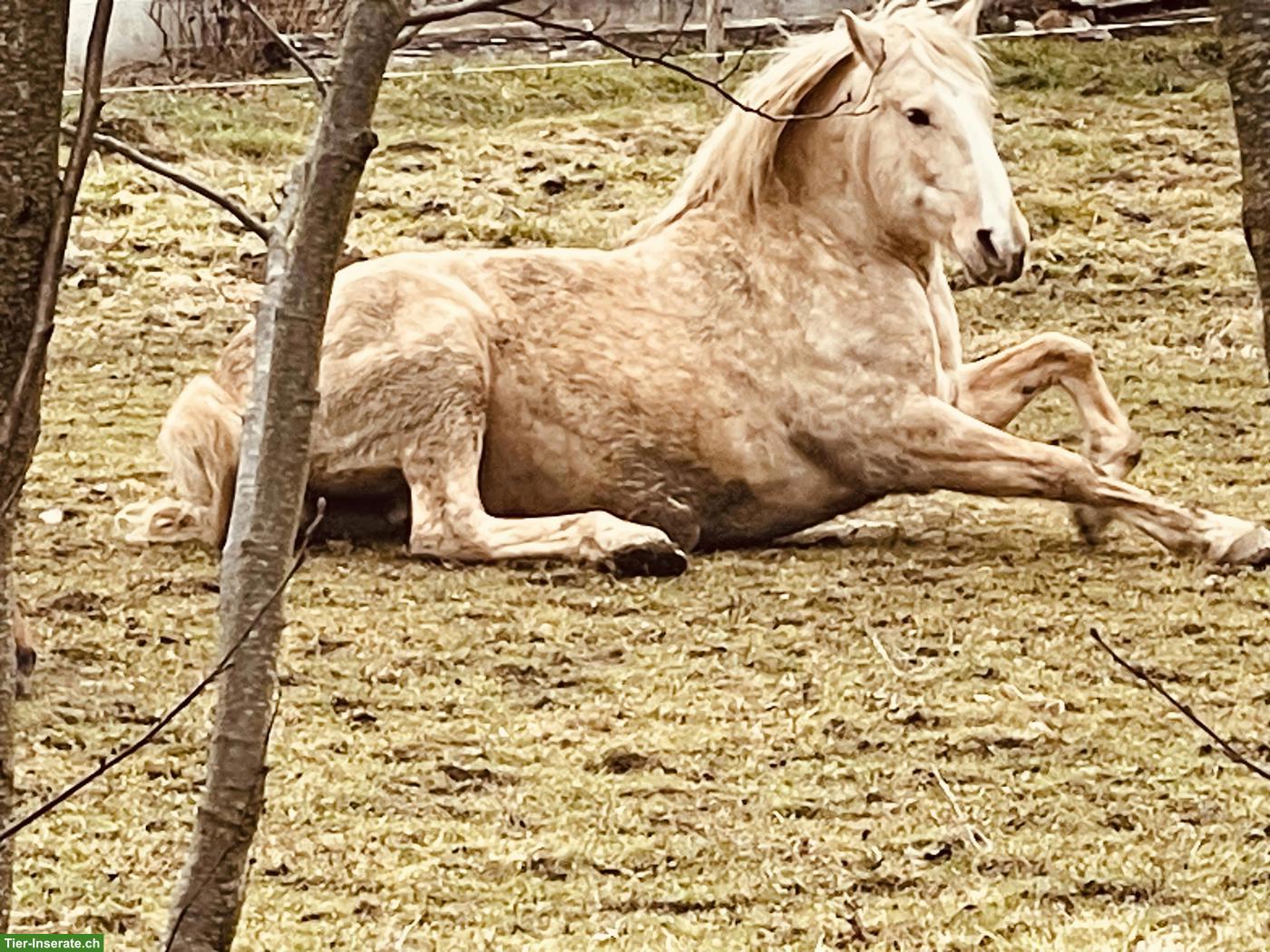Bild 3: Freizeitpferde zu verkaufen: Quarter Horse Stute mit Lusitano-Mix Sohn