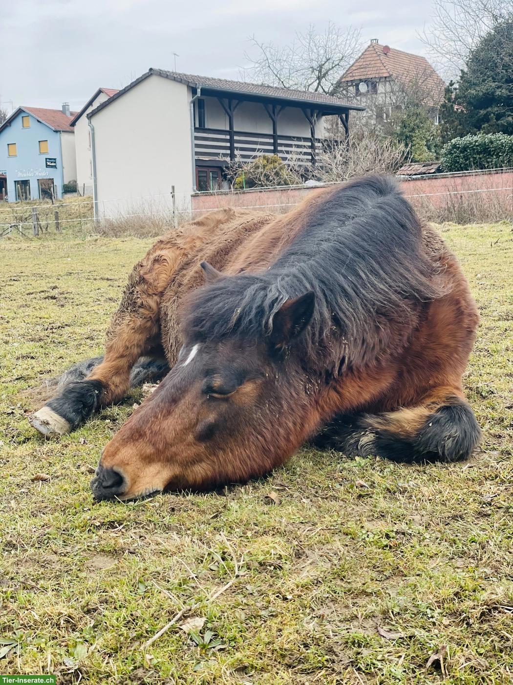 Bild 4: Freizeitpferde zu verkaufen: Quarter Horse Stute mit Lusitano-Mix Sohn