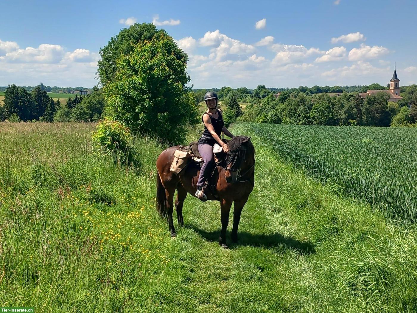Bild 5: Freizeitpferde zu verkaufen: Quarter Horse Stute mit Lusitano-Mix Sohn