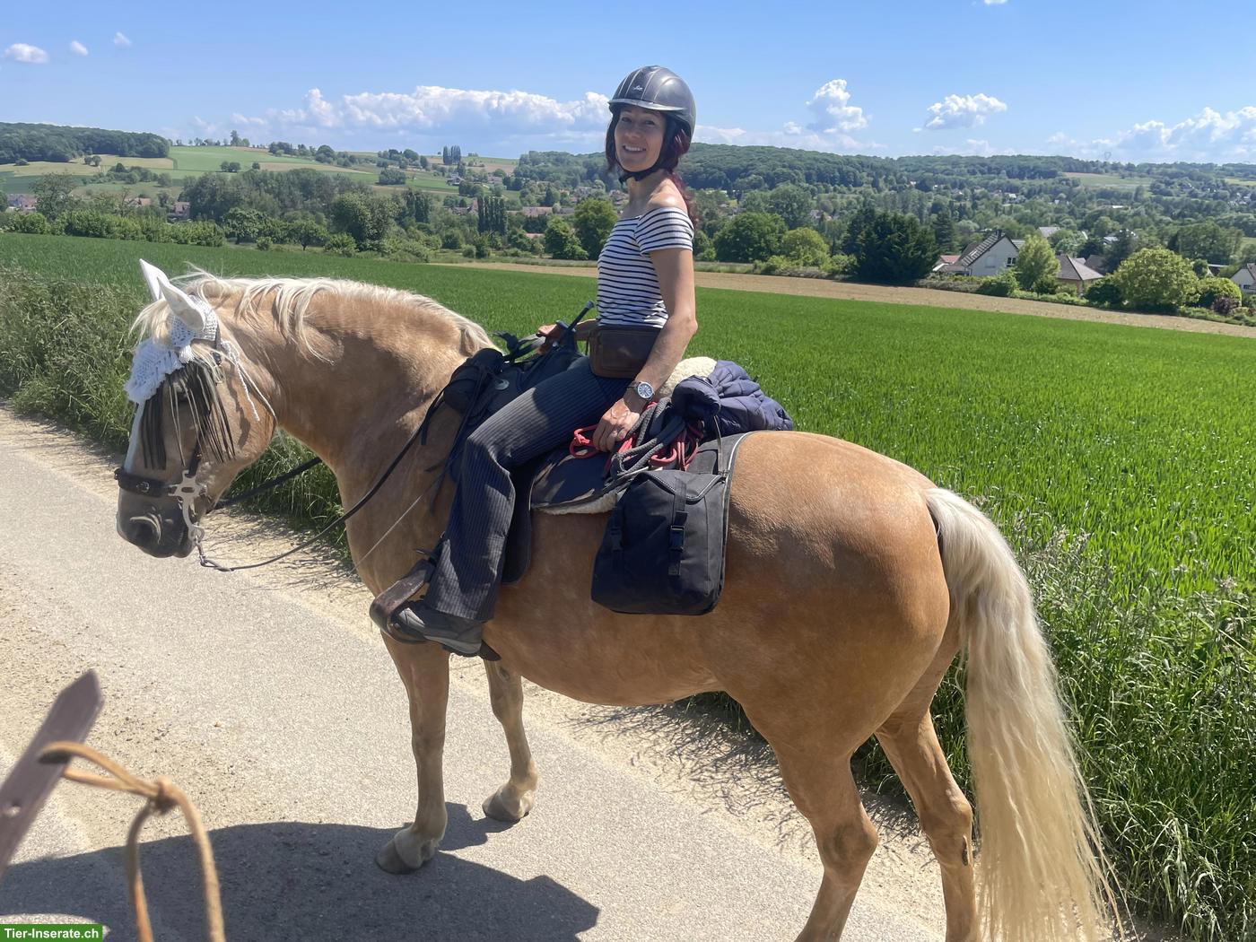 Bild 6: Freizeitpferde zu verkaufen: Quarter Horse Stute mit Lusitano-Mix Sohn
