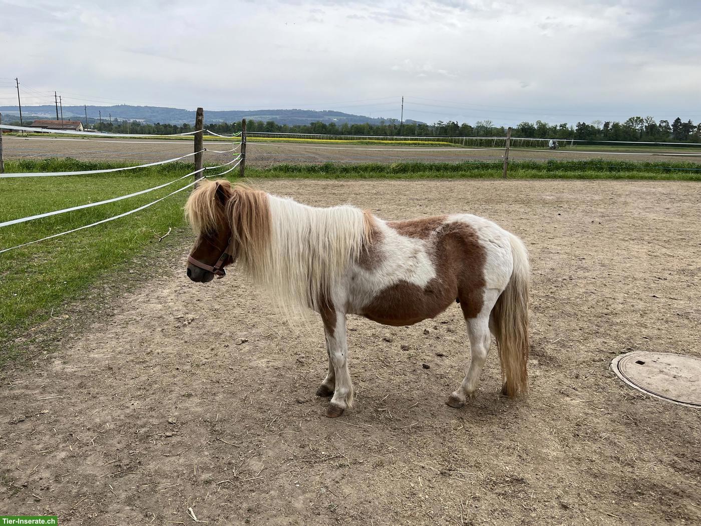Shetlandponys aus kleiner familiärer Shettyzucht im Berner Seeland