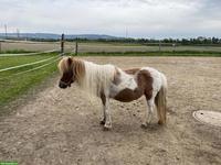 Shetlandponys aus kleiner familiärer Shettyzucht im Berner Seeland