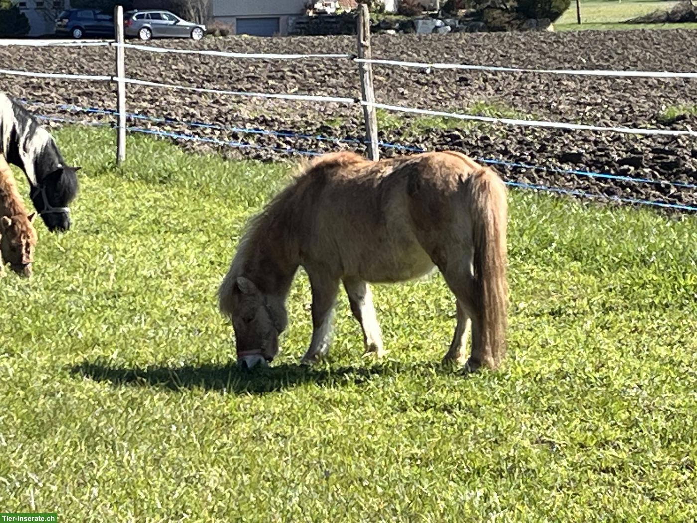 Bild 2: Shetlandponys aus kleiner familiärer Shettyzucht im Berner Seeland