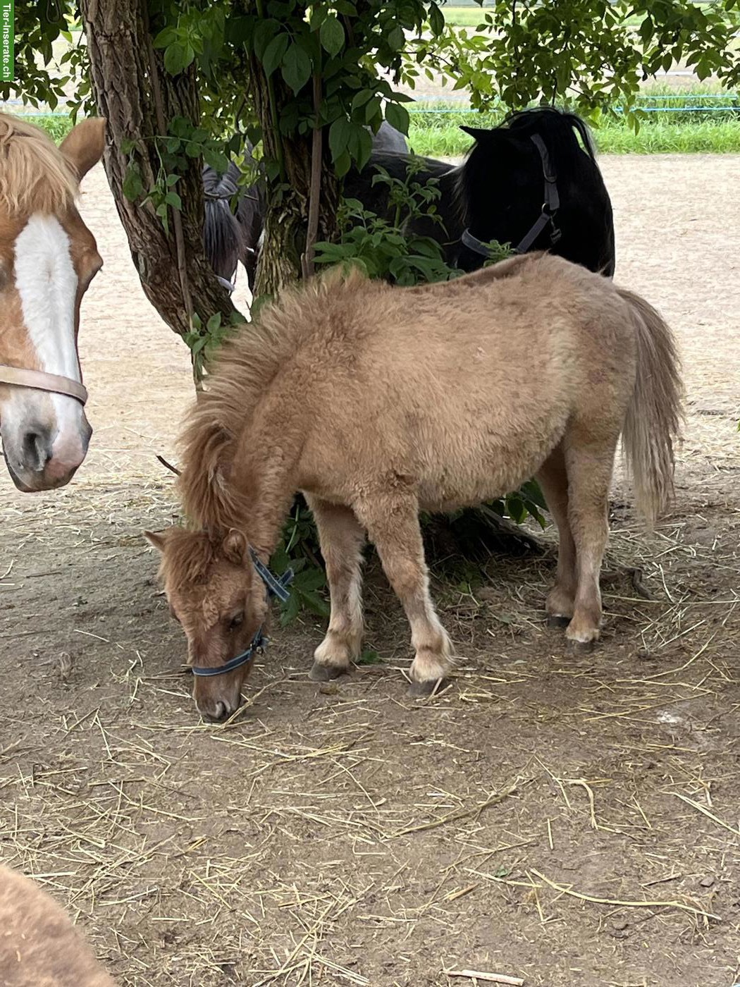 Bild 3: Shetlandponys aus kleiner familiärer Shettyzucht im Berner Seeland