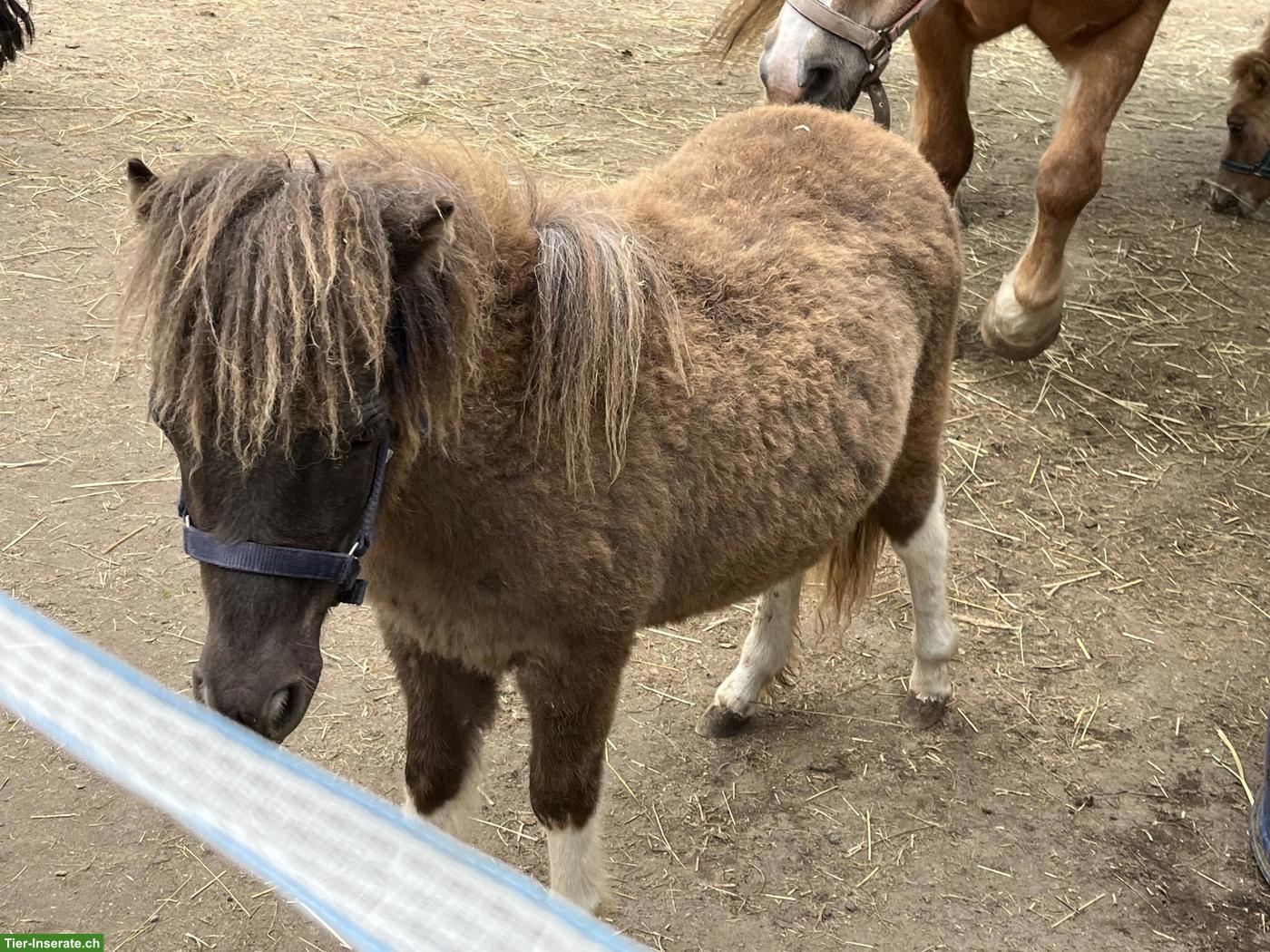 Bild 4: Shetlandponys aus kleiner familiärer Shettyzucht im Berner Seeland