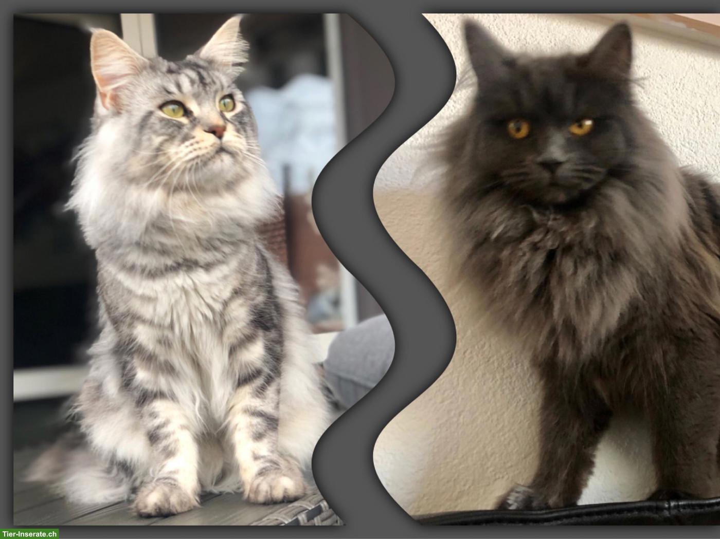2 Maine Coon Katzen suchen ein neues Zuhause