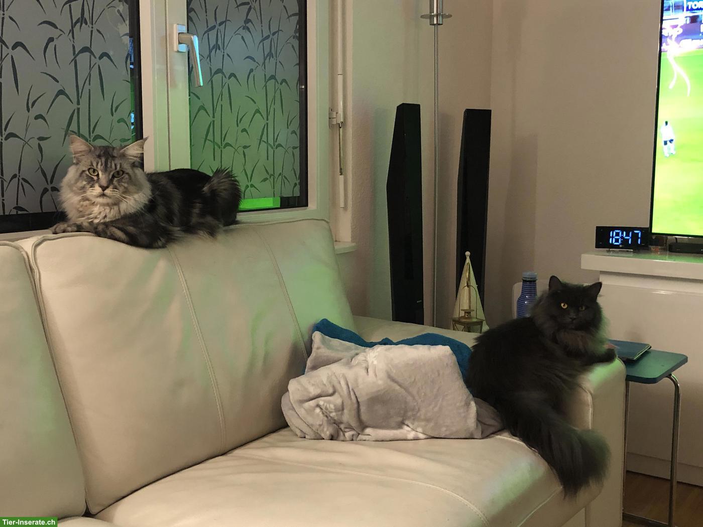 Bild 2: 2 Maine Coon Katzen suchen ein neues Zuhause