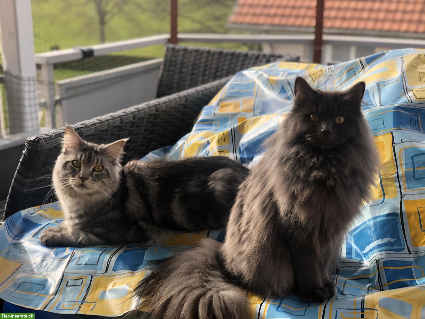 Bild 3: 2 Maine Coon Katzen suchen ein neues Zuhause