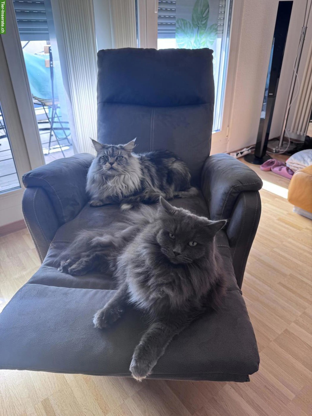 Bild 5: 2 Maine Coon Katzen suchen ein neues Zuhause