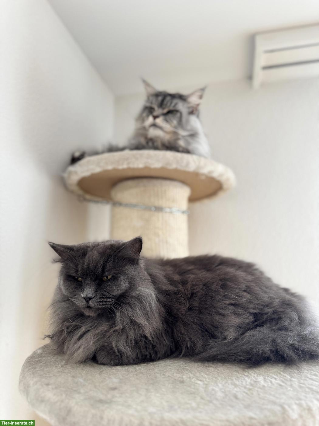 Bild 6: 2 Maine Coon Katzen suchen ein neues Zuhause