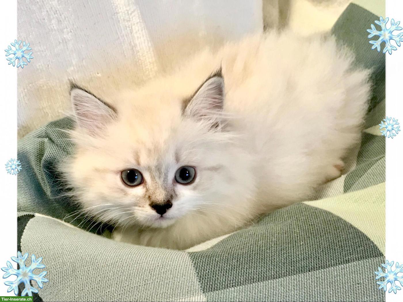 Wunderschöne Neva Masquarade Point Kitten suchen liebe Familie