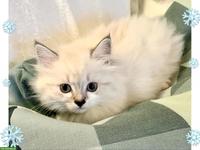 Wunderschöne Neva Masquarade Point Kitten suchen liebe Familie