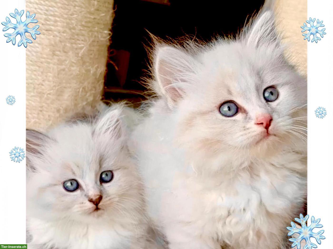 Bild 2: Wunderschöne Neva Masquarade Point Kitten suchen liebe Familie
