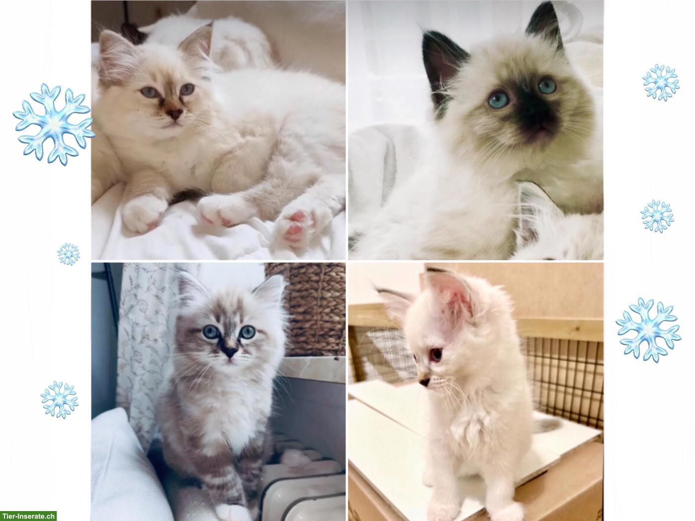 Bild 3: Wunderschöne Neva Masquarade Point Kitten suchen liebe Familie
