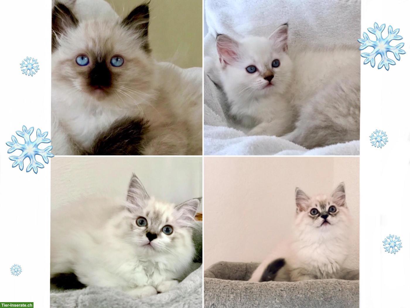 Bild 4: Wunderschöne Neva Masquarade Point Kitten suchen liebe Familie