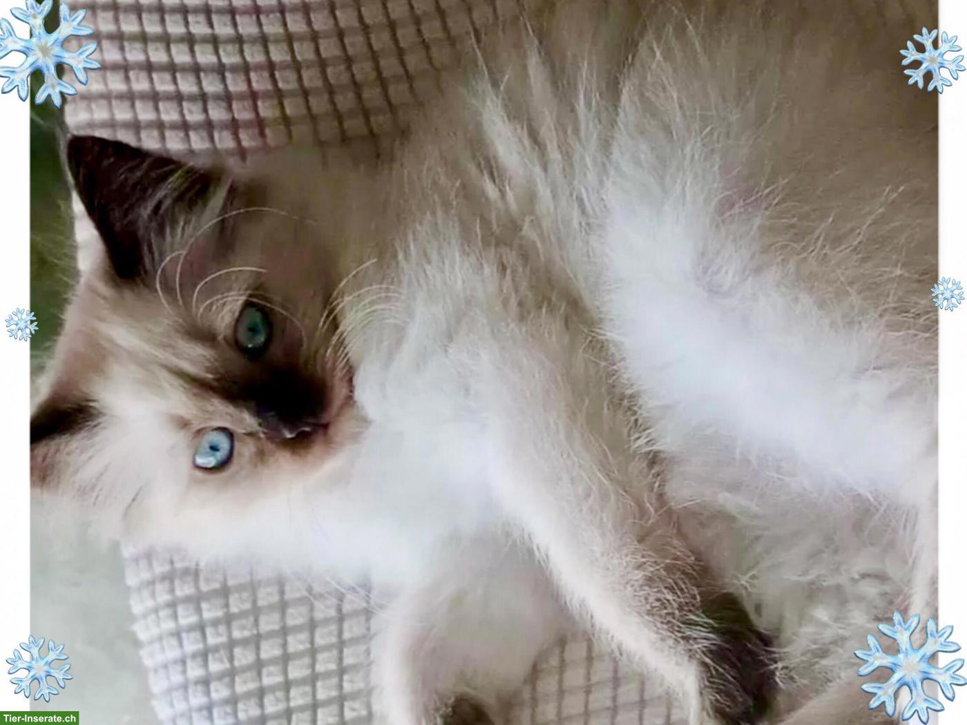Bild 5: Wunderschöne Neva Masquarade Point Kitten suchen liebe Familie