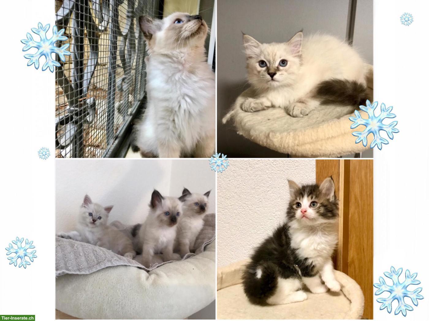Bild 6: Wunderschöne Neva Masquarade Point Kitten suchen liebe Familie
