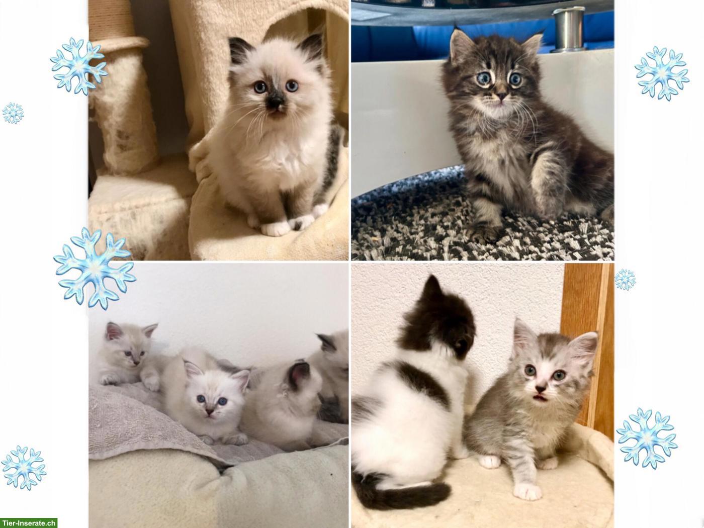 Bild 7: Wunderschöne Neva Masquarade Point Kitten suchen liebe Familie