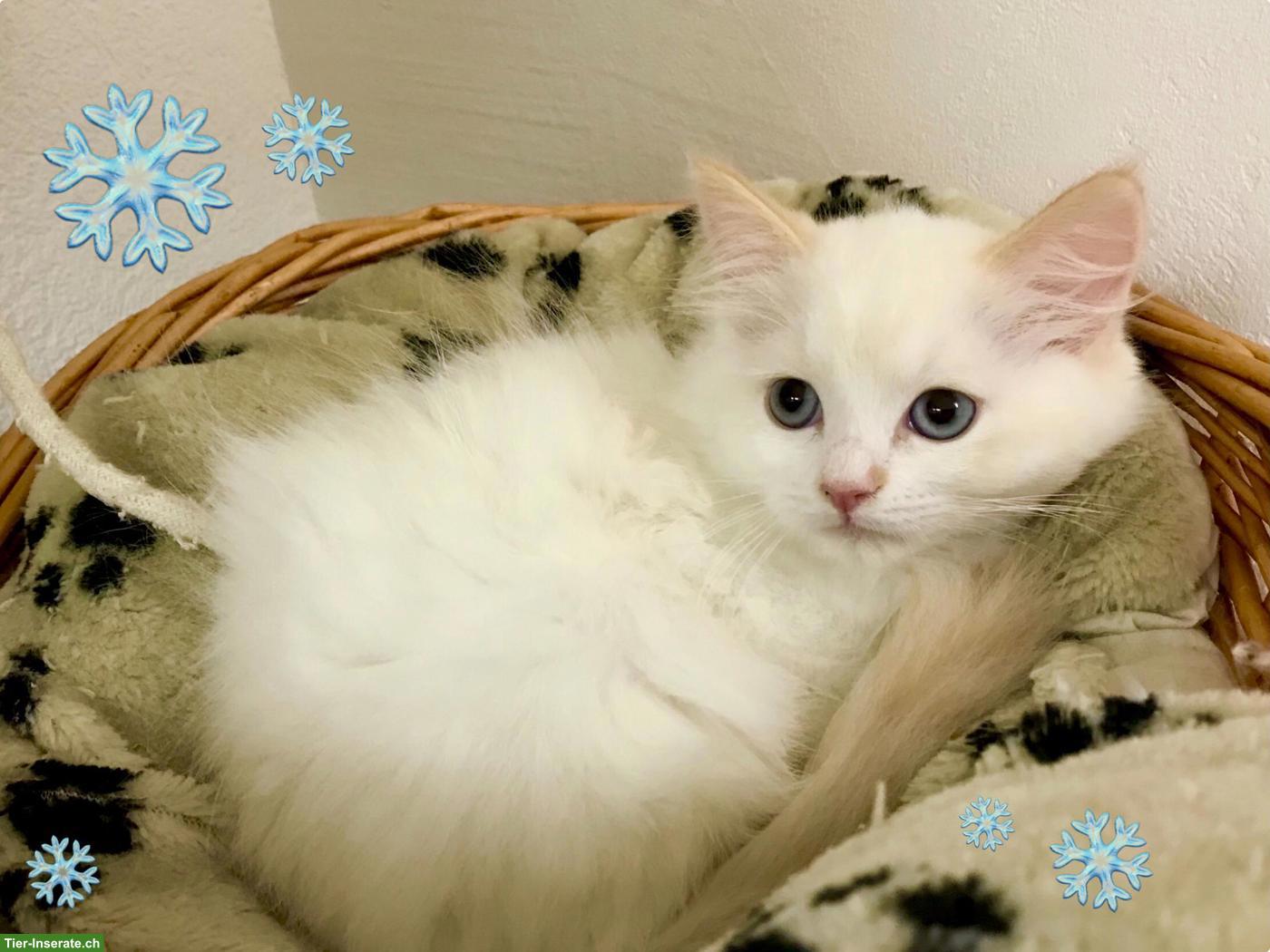 Bild 8: Wunderschöne Neva Masquarade Point Kitten suchen liebe Familie