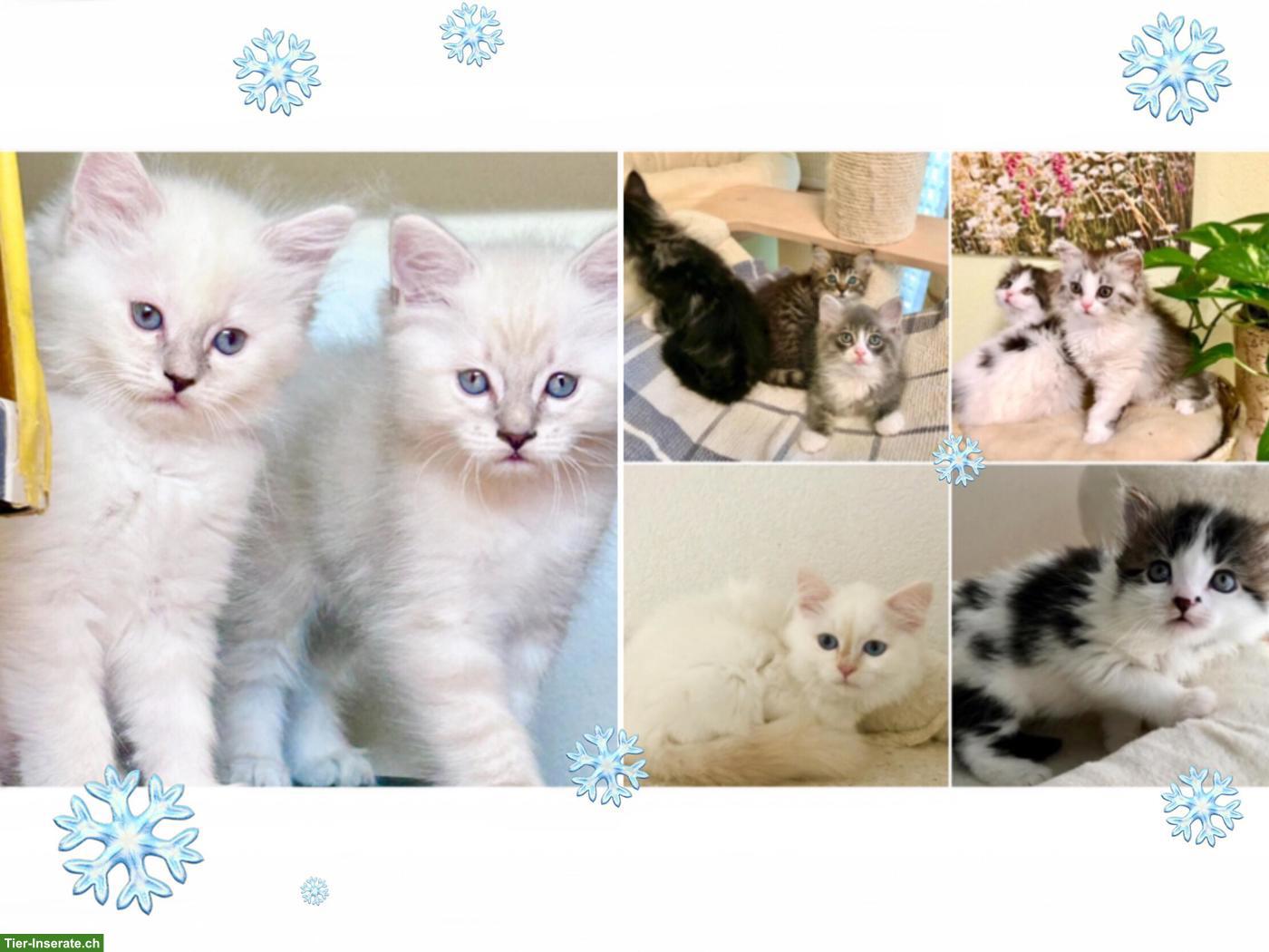 Bild 9: Wunderschöne Neva Masquarade Point Kitten suchen liebe Familie