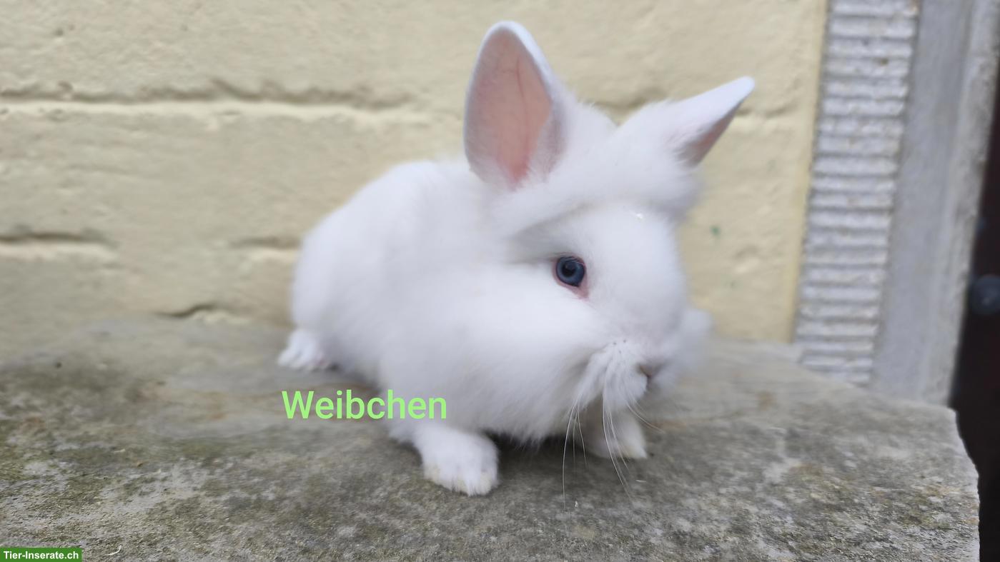 Bild 2: Junge Zwergkaninchen Löwenköpfchen, handzahm