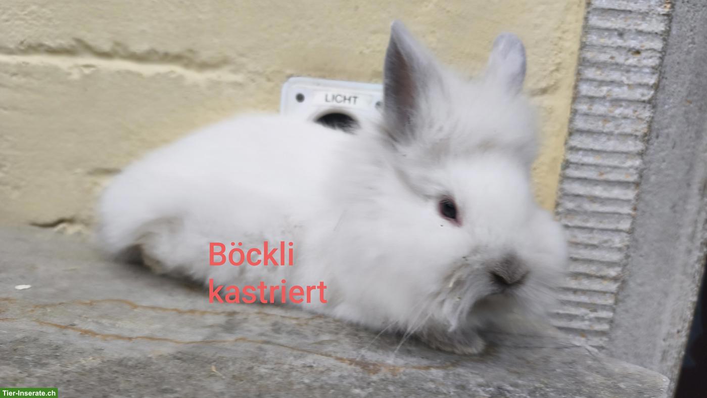 Bild 3: Junge Zwergkaninchen Löwenköpfchen, handzahm