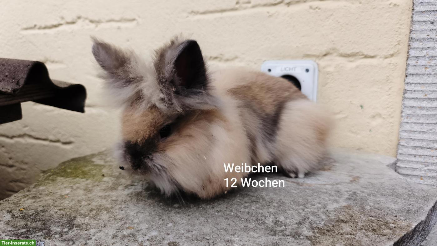 Bild 4: Junge Zwergkaninchen Löwenköpfchen, handzahm