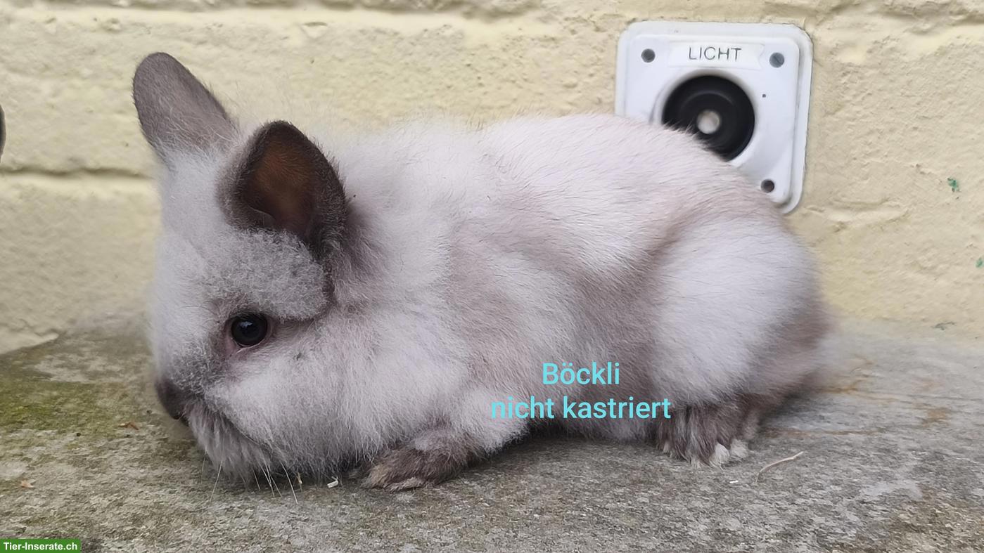 Bild 5: Junge Zwergkaninchen Löwenköpfchen, handzahm