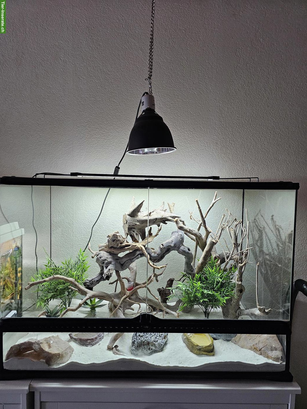 5 Kaktusgeckos inkl. Terrarium & Zubehör