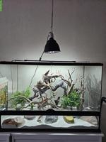 5 Kaktusgeckos inkl. Terrarium & Zubehör
