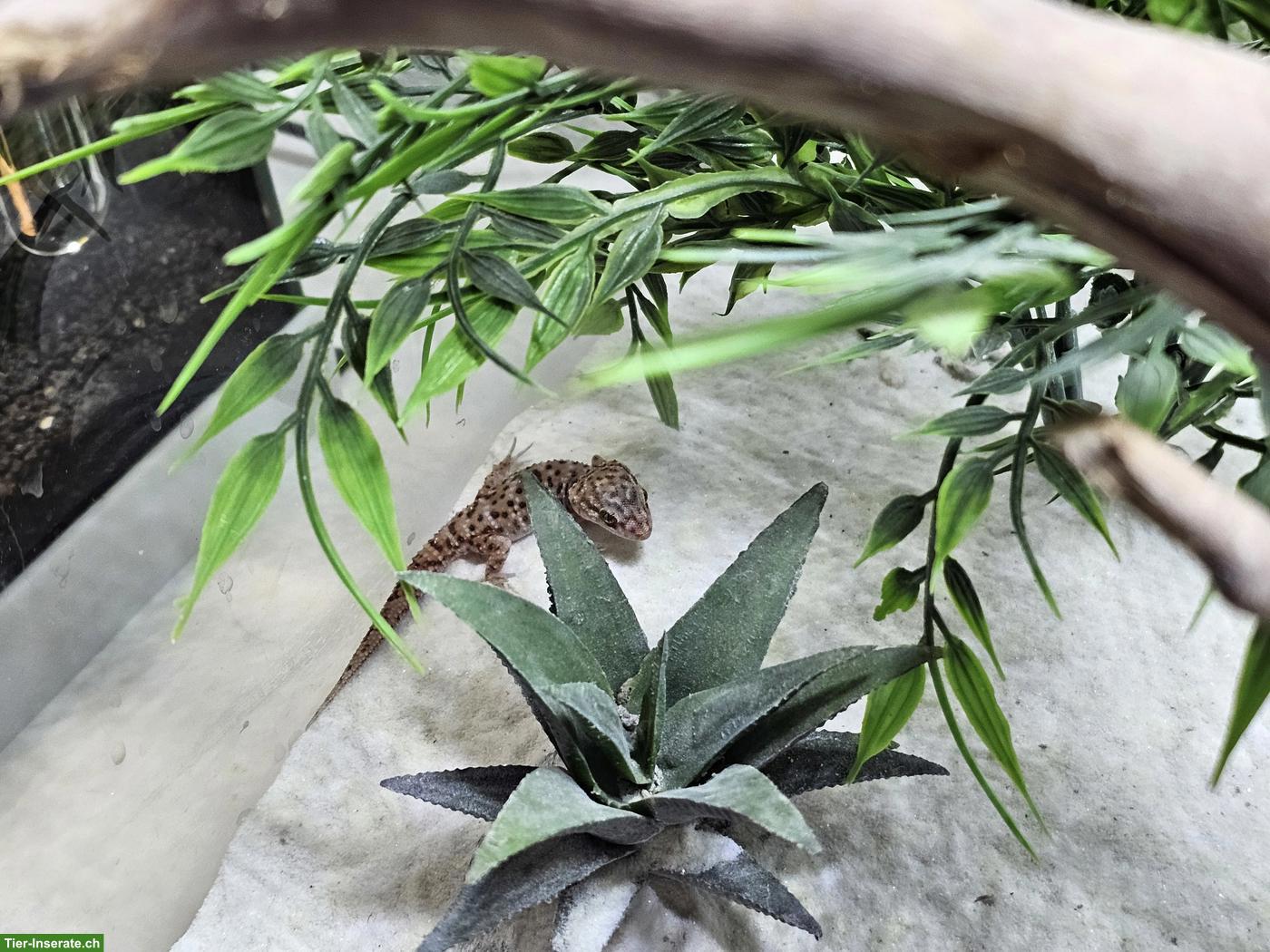Bild 3: 5 Kaktusgeckos inkl. Terrarium & Zubehör