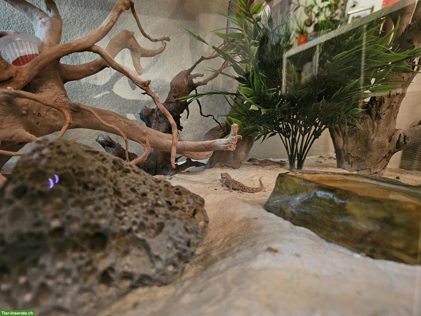 Bild 4: 5 Kaktusgeckos inkl. Terrarium & Zubehör