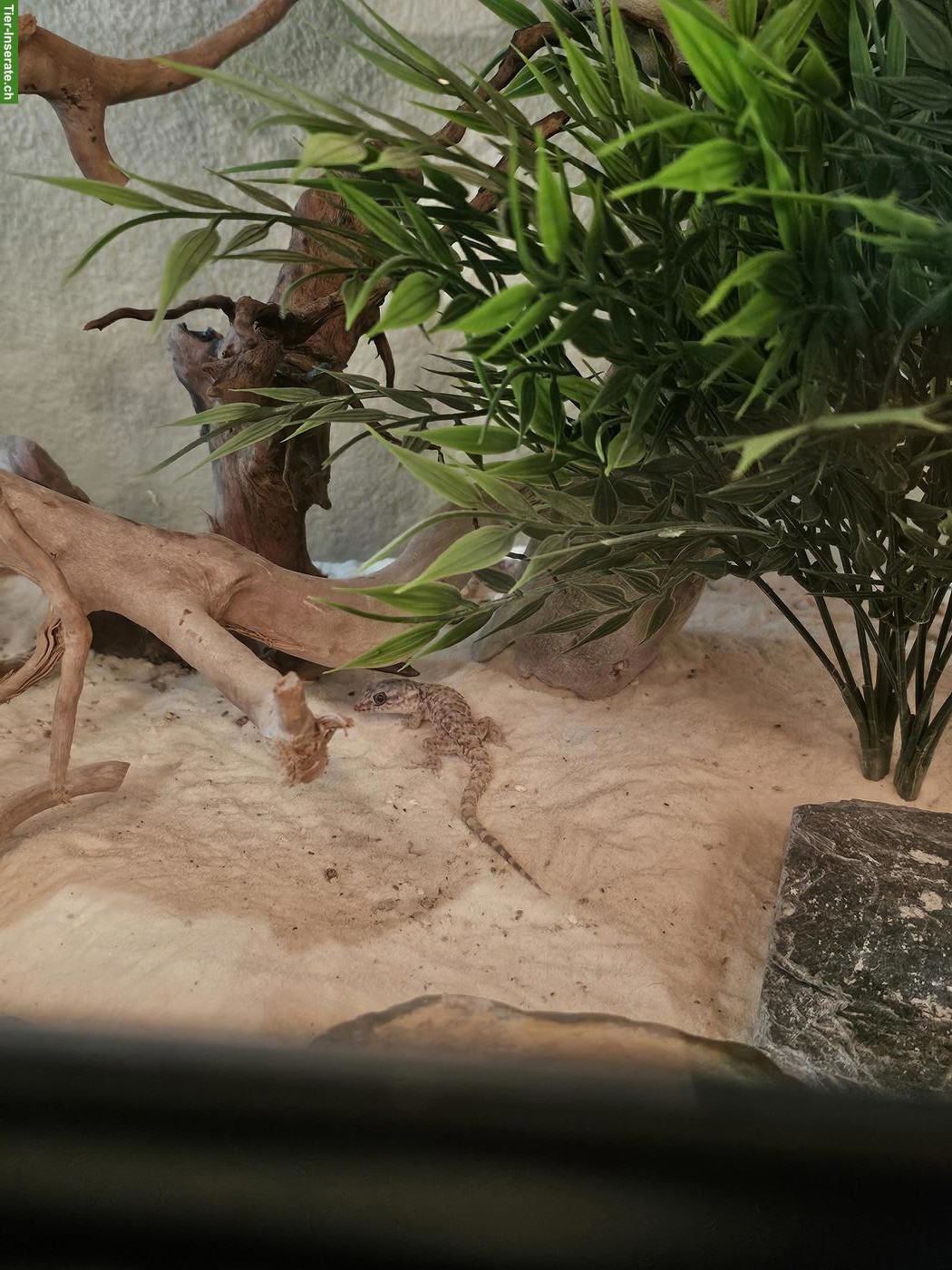 Bild 6: 5 Kaktusgeckos inkl. Terrarium & Zubehör