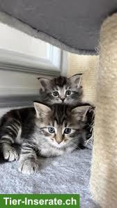 Süsse Katzenbabys (Maine Coon Mix) suchen Zuhause